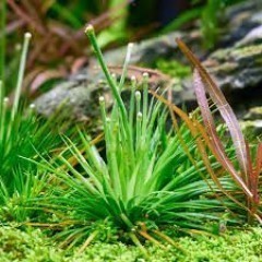 GB IN-VITRO eriocaulon cinereum rośliny akwariowe