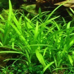 GB sagittaria subutala