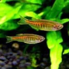 GB Danio choprae -- Celestichthys choprae --Danio myanmarski