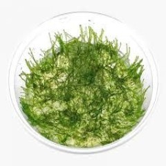 GB IN-VITRO Taiwan MOSS mech rośliny akwariowe