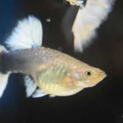 GB Gupik tuxedo white Poecilia reticulata (selekcja kraj)