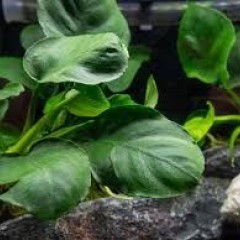 GB IN-VITRO anubias barteri rośliny akwariowe