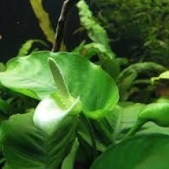 GB IN-VITRO anubias barteri rośliny akwariowe
