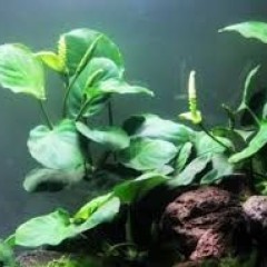 GB IN-VITRO anubias barteri rośliny akwariowe