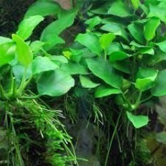 GB IN-VITRO anubias barteri rośliny akwariowe
