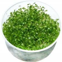 GB IN-VITRO Glossostigma elatinoides roślina akwariowa