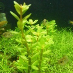 GB rotala bonsai (Ammania Bonsai)