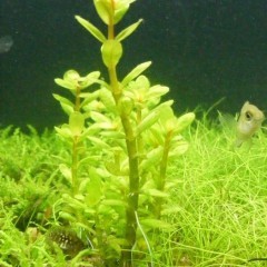 GB rotala bonsai (Ammania Bonsai)