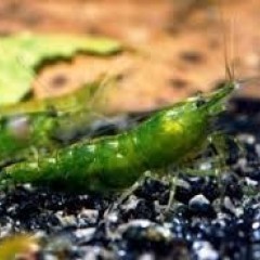 GB Krewetka green Neocaridina heteropoda Var. „Green Jade Dark”