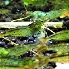 GB Krewetka green Neocaridina heteropoda Var. „Green Jade Dark”