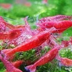 GB Krewetka Red Cherry (Neocaridina Var. Red) po sakurach od 3 zł/szt