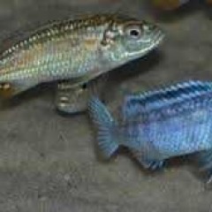 GB Malawi Pyszczak Joanny - Labidochromis joanjohnsonae