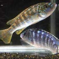 GB Malawi Pyszczak Joanny - Labidochromis joanjohnsonae