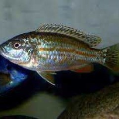 GB Malawi Pyszczak Joanny - Labidochromis joanjohnsonae