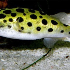 GB Kolcobrzuch zielony (Tetraodon fluviatilis)