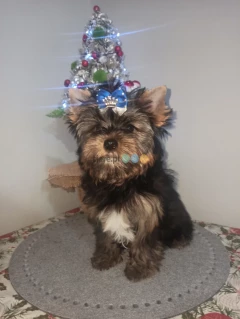 Yorkshire Terrier-piękny piesek