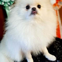 Szpic miniaturowy Pomeranian ZKWP FCI