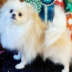 Szpic miniaturowy Pomeranian ZKWP FCI