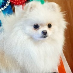 Szpic miniaturowy Pomeranian ZKWP FCI