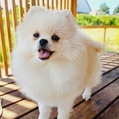 Szpic miniaturowy Pomeranian ZKWP FCI