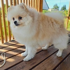 Szpic miniaturowy Pomeranian ZKWP FCI