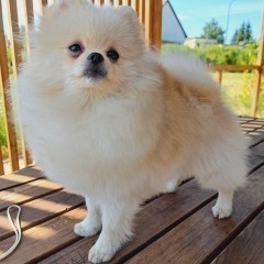 Szpic miniaturowy Pomeranian ZKWP FCI