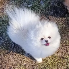 Szpic miniaturowy Pomeranian ZKWP FCI