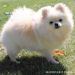 Szpic miniaturowy Pomeranian ZKWP FCI