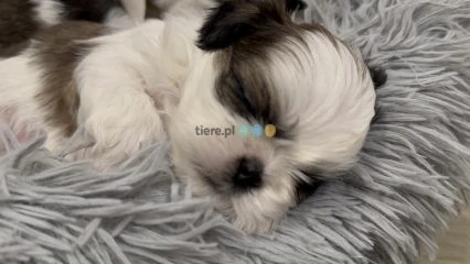 Szczeniak Shih tzu 