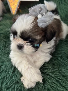 Szczeniak Shih tzu 