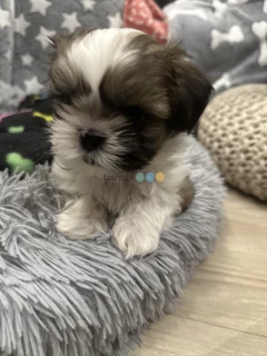 Szczeniak Shih tzu 