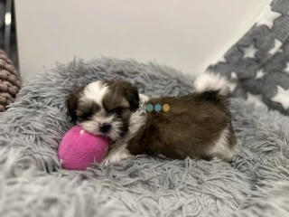 Szczeniak Shih tzu 