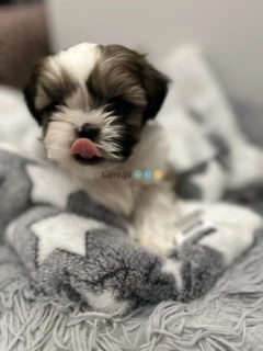 Szczeniak Shih tzu 