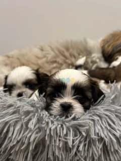 Szczeniak Shih tzu 