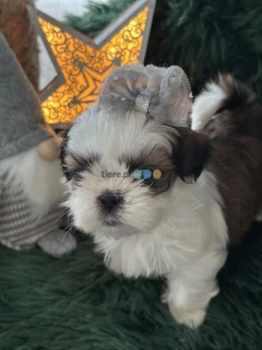 Szczeniak Shih tzu 