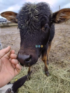 Byczek zebu karłowatego 