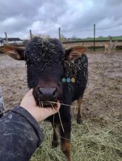 Byczek zebu karłowatego 