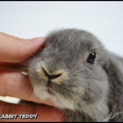 DO ODBIORU Króliki karzełki TEDDY królik karzełek miniaturka MINI LOP