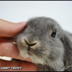 DO ODBIORU Mini lop karzełek teddy karzełek lewek niderland