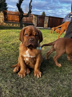 Szczeniaki Dogue de Bordeaux 