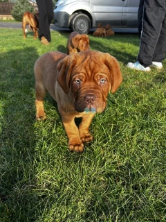 Szczeniaki Dogue de Bordeaux 