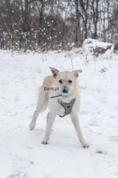 Delikatny, smutny piesek w typie teriera szuka domu !!