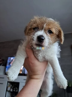 Suczki Jack Russell Terier