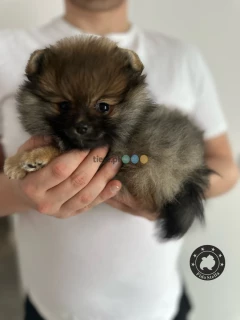 Szpic miniaturowy Pomeranian 