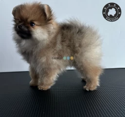 Szpic miniaturowy Pomeranian 