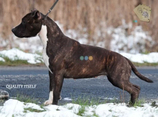 Amstaff, pręgowany o unikatowym rodowodzie