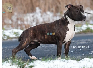 Amstaff, pręgowany o unikatowym rodowodzie