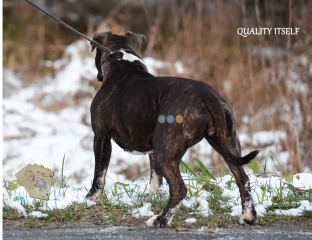 Amstaff, pręgowany o unikatowym rodowodzie