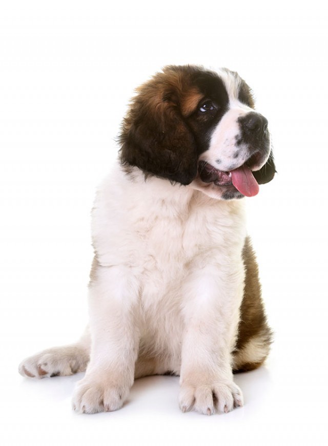 St. Bernard: The Great Spirit and the Gentle Heart of the Great Dog