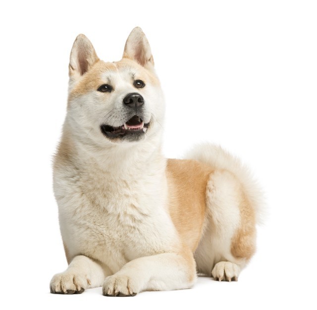 Characteristics of Akita dogs